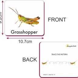 grapplertodd Early Learning - Insects Flash Cards image 4