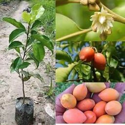 Spanish Cherry Plant-image-6