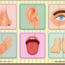 Wooden Puzzle: Human Body Parts Puzzle Early Learning-image-63