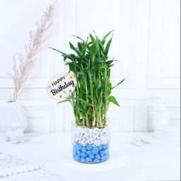 Birthday Bamboo Bliss Duo image 1