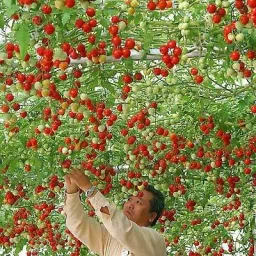 Tomato Seed-image-8