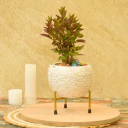 Handmade Pitalnagi Meenakari Pots N Planter/Home/Indoor/Outdoor/Plant Container Plant Container Set-picture-35
