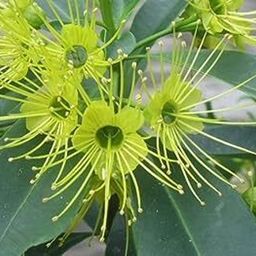 cloud farm Camphor Plant-picture-19