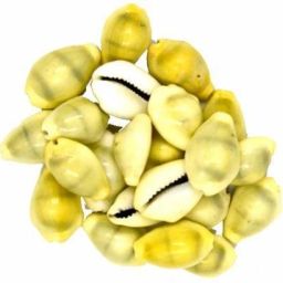 original sea shell kaudi Lakshmi Peeli Yellow Kawri Kodi Peeli Cowrie Sea Shell | Laxmi and Diwali Pooja Article Kaudi Shells Stoneware Yantra (Pack of 21) Stoneware Yantra-image-52