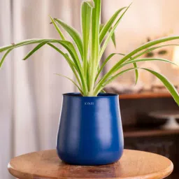 kyari Spider Plant With Aura Metal Pot-Blue-picture-47