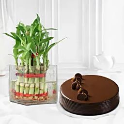 Lucky Bamboo Truffle Cake Combo-11