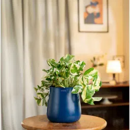 kyari Money N'Joy Plant With Metal Pot-Blue-picture-42