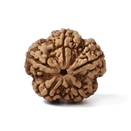 Gemsmantra Brown Wooden 5 Mukhi Rudraksha Nepali Without Pendant-10