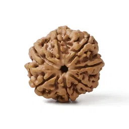 Gemsmantra Brown Wooden 7 Mukhi Rudraksha Nepali With Pendant-image-22