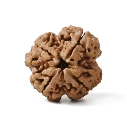 Gemsmantra Brown Wooden 4 Mukhi Rudraksha Nepali With Pendant-picture-14
