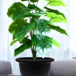 Go Hooked Artificial Alocasia Plant with complimentary Nursery Pot Plant-80
