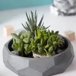 Greyt Nonagon Grey Textured Concrete Planters-picture-20