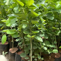 Red Sandalwood Plant-22