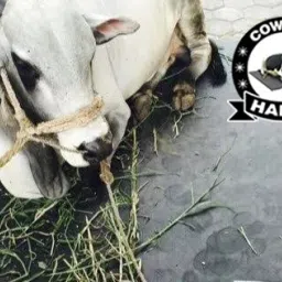 Cow Mat For all pet animals, BPA Free, Easy Clean And Waterproof Xl Size BLACK | Cow, Hamster Pet Mat-image-68