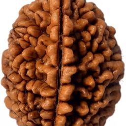 shivtantra Two mukhi Rudraksha Bead Certified/Original 2 Mukhi Rudraksh bead/Natural Two faced Rudraksha (Brown) with Certificate & Puja Instructions image 2