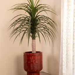 FREEDOM TREE Brown Textured Ceramic Planters-36