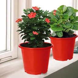 Kuber Industries 3-Pcs Red Durable Platers-40