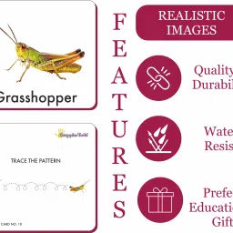 grapplertodd Early Learning - Insects Flash Cards image 5