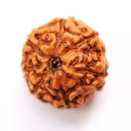 7 Mukhi Indonesia Rudraksha 7 Mukhi Rudrakshaa Original Certified Small Size Round Shape Brown Bead Java Saat Mukhi Rudrakshas with Pendant Indo 7 Face Rudraksh for Men & Women by IRIS GEMS image 2