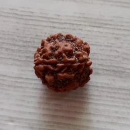 ब्रह्मा रुद्राक्ष 4 mukhi rudraksha original certified with red thread Brahma Rudraksha 4 मुखी रुद्राक्ष ओरिजिनल four mukhi rudraksha चार मुखी रुद्राक्ष chaar mukhi Rudraksha By RudraGallery image 1
