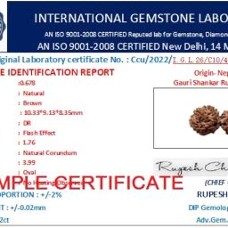 Gauri Shankar Rudraksha Original Certified with Capping Shiv Parvati Gowri Shankar Gori Shankar Rudraksha Nepal गौरीशंकर रुद्राक्ष Gauri Shankar Rudraksha Nepali by Certified Gems image 3