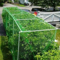 Bird Netting | Heavy-Duty Anti-Bird Protection For Garden, Fruit Trees, And Vegetables | Durable (10 X 15),Green image 4