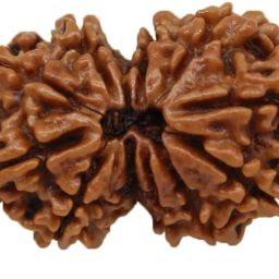 Gauri Shankar Rudraksha Original Certified with Capping Shiv Parvati Gowri Shankar Gori Shankar Rudraksha Nepal गौरीशंकर रुद्राक्ष Gauri Shankar Rudraksha Nepali by Certified Gems image 2
