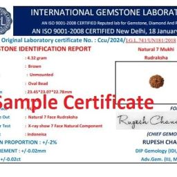 7 Mukhi Indonesia Rudraksha 7 Mukhi Rudrakshaa Original Certified Small Size Round Shape Brown Bead Java Saat Mukhi Rudrakshas with Pendant Indo 7 Face Rudraksh for Men & Women by IRIS GEMS image 4