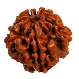 Petrichor Nepali 5 Mukhi/5 Faced Brown Rudraksha with Certificate for Men and Women image 1