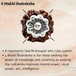 ब्रह्मा रुद्राक्ष 4 mukhi rudraksha original certified with red thread Brahma Rudraksha 4 मुखी रुद्राक्ष ओरिजिनल four mukhi rudraksha चार मुखी रुद्राक्ष chaar mukhi Rudraksha By RudraGallery image 4