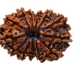 13 Mukhi Rudraksha Original Certified Nepali 24mm with Capping 13 मुखी रुद्राक्ष 13 Face Rudraksha Original Nepal Bless Indra Dev Tera Mukhi Rudraksha 13 Mukhi Rudraksha Nepal by Certified Gems image 5