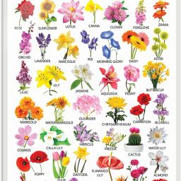 Flowers Early Learning Educational Chart for Kids | 20"X30" inch |Non-Tearable and Waterproof | Double Sided Laminated | Perfect for Homeschooling, Kindergarten and Nursery Students Paper Print-image-68
