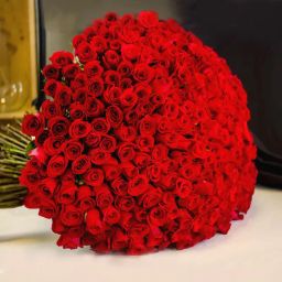 500 Love Roses-13