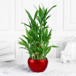 Lucky Bamboo Plant In Rustic Red Pot image 4