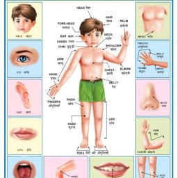 janil Educational Learning Charts set for Kids | 45cm×60cm (Extra Large Size to attract Kids) | Combo of 11 Charts | Non-Tearable and Waterproof | Perfect for Homeschooling, Kindergarten and Nursery Student Fine Art Print image 2
