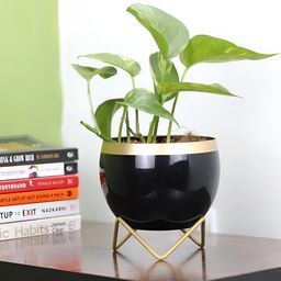 VoiDrop Black Glossy Round Small Table Planter With Pot Drainage Hole & Stand-40