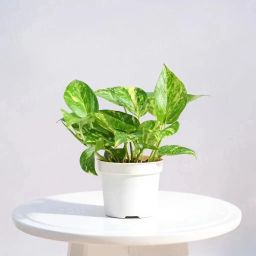Variegated Money Plant-image-61