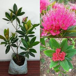 cloud farm Camphor Plant-picture-23