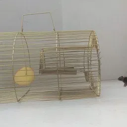 nayi umang Fancy Traps For Mouse Trap Mouse Catcher Chuhe Ka Pinjara Live Trap image 3