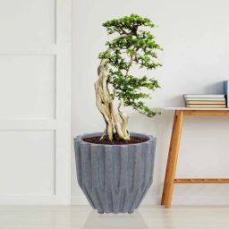 nora Sirius Star Grey Polyethylene Floor Planter-picture-6