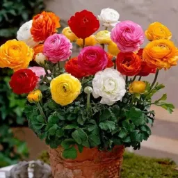 50+ Seeds- All Seasons Chrysanthemum Flower Mixed Color Seed-image-3