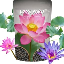 ™ Premium lotus flower seeds for home garden,Exotic Seed-image-51