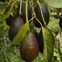 Avocado Plant-picture-11