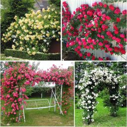 NDIR-51 - Mix Color Climbing Rose - (900 Seeds) Seed-image-48