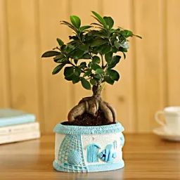 Ficus Ginseng Bonsai In Sea House Planter Hand Delivery-image-60