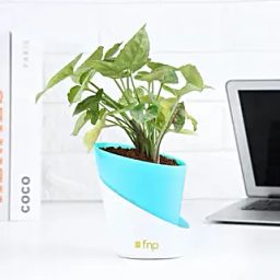Radiant Syngonium Foliage-23