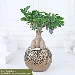 Starlit Ficus Bonsai Ensemble-image-18