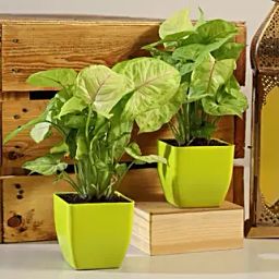 Set Of 2 Syngonium Plants in Green Pot-5