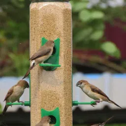 Window Bird Feeder-picture-11