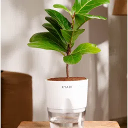 kyari Ficus Lareta/Fiddle Fig Plant With Self Wateringing 4Inch Pot- White-picture-19